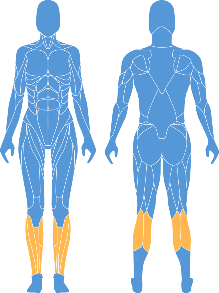 Muscle man shin and calf